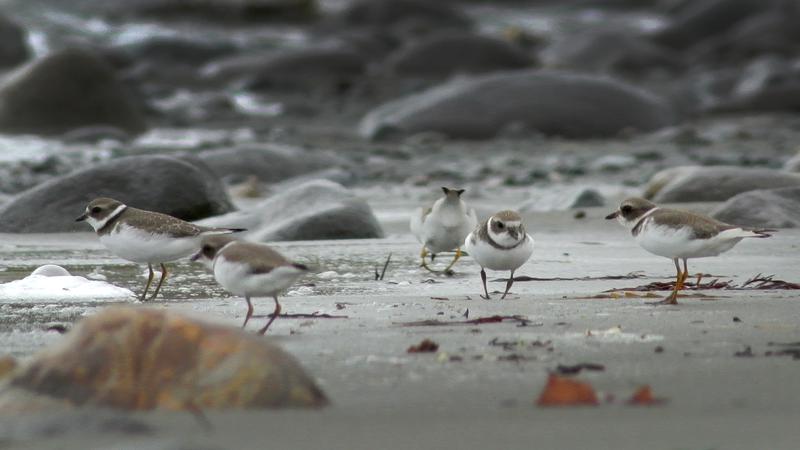 Parue dans : L'île Grand Manan