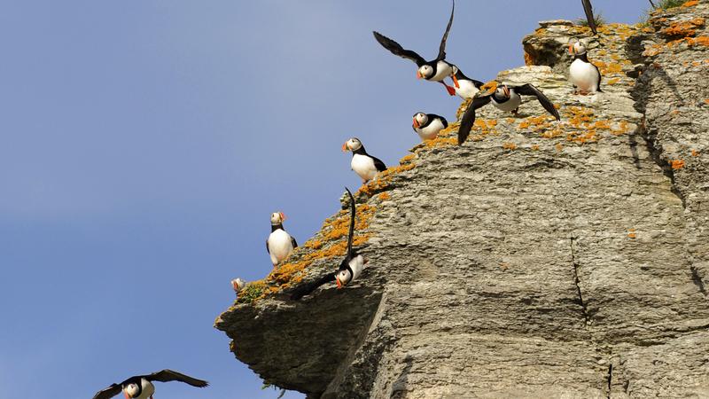 Parue dans : L'Île aux Perroquets
