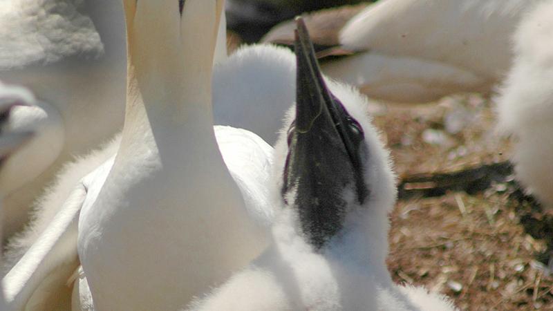 Parue dans : Le tour de l'île Bonaventure