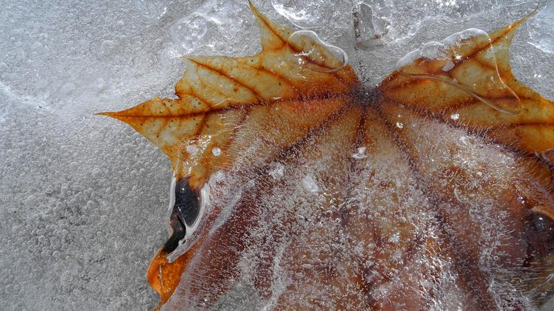 Parue dans : Nature hivernale