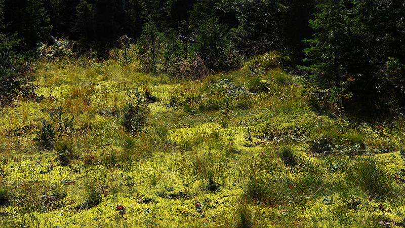 Parue dans : Parc national de la Gaspésie