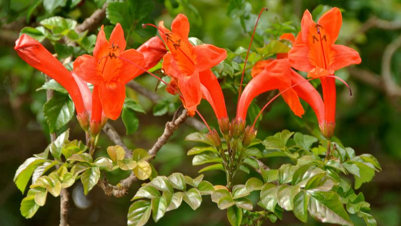 Parue dans : Un jardin fleuri