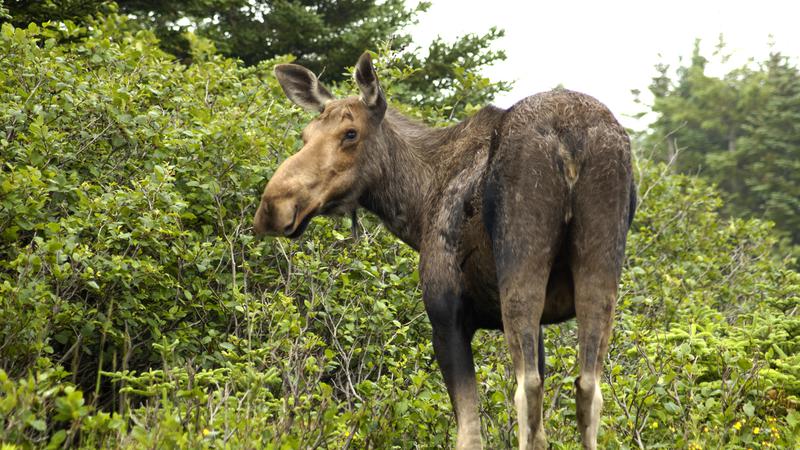 Parue dans : Terre Neuve deuxième voyage