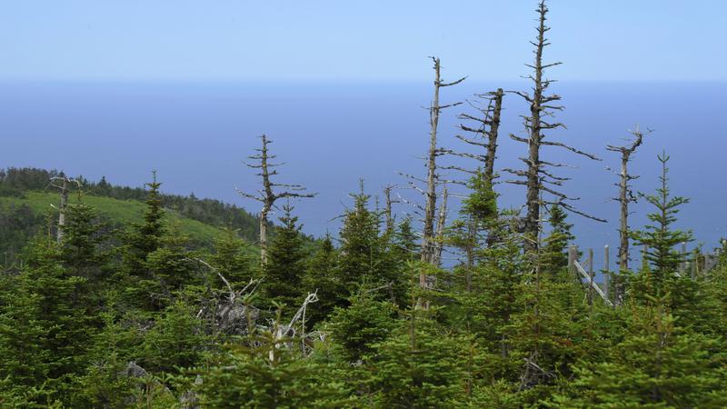 Parue dans : Skyline Trail ( Île du Cap Breton )