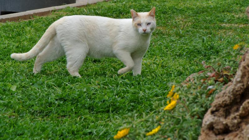 Parue dans : Promenade La Carihuela