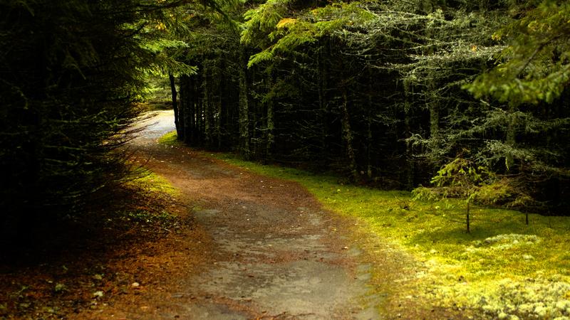 Parue dans : Parc national du Bic