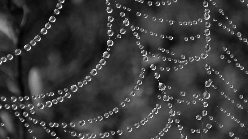 Parue dans : Spécial noir et blanc