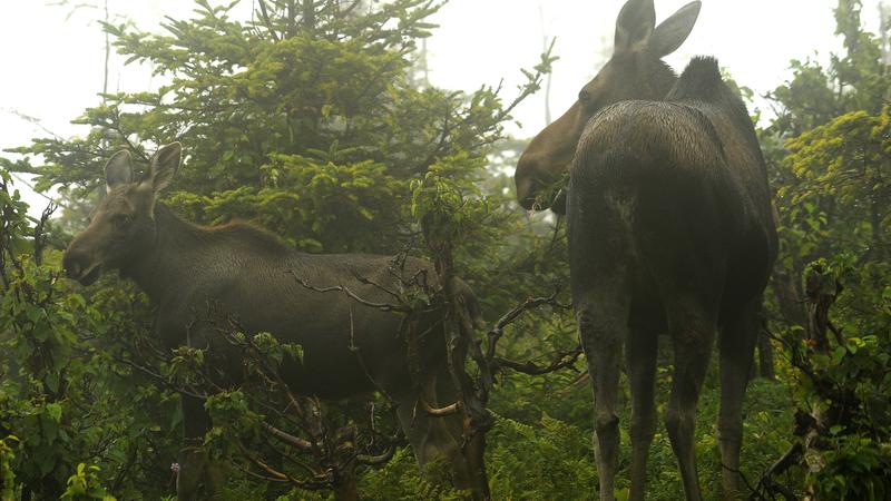 Parue dans : Mont Ernest-Laforce