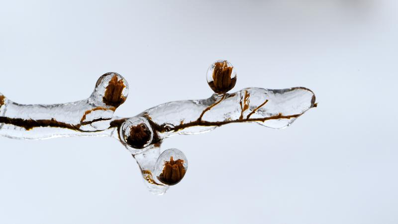 Parue dans : Nature hivernale
