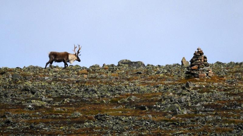 Parue dans : Mont Jacques-Cartier