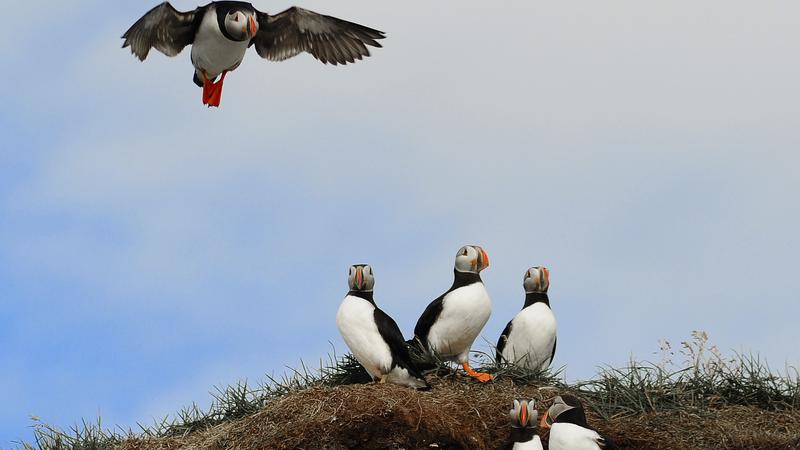 Parue dans : L'Île aux Perroquets