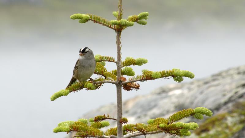 Parue dans : La côte du Labrador