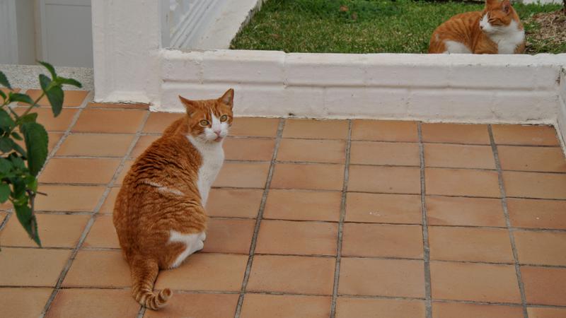 Parue dans : Un jardin fleuri