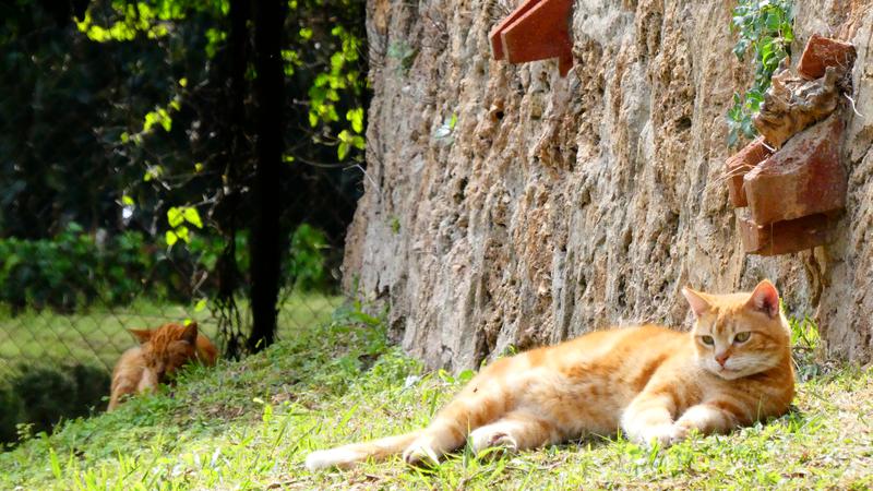 Parue dans : El Bajondillo