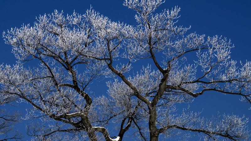 Parue dans : Nature hivernale