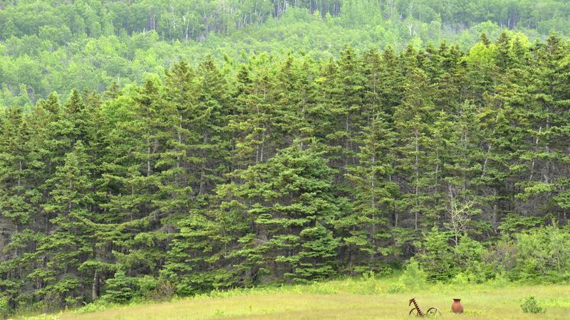 Parue dans : Cabot Trail (Côté Golfe St-Laurent)