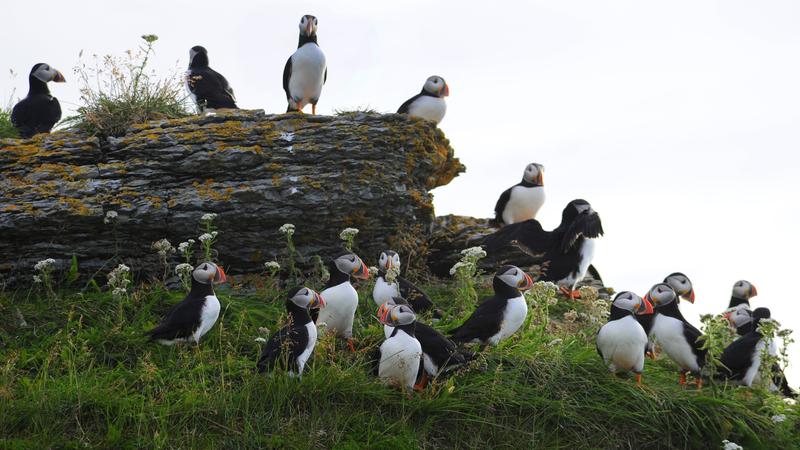 Parue dans : L'Île aux Perroquets