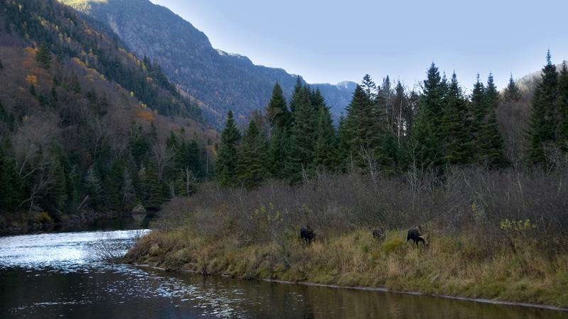 Parue dans : Parc national de la Jacques-Cartier