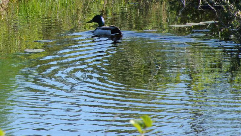 Parue dans : Balades en quatre saisons