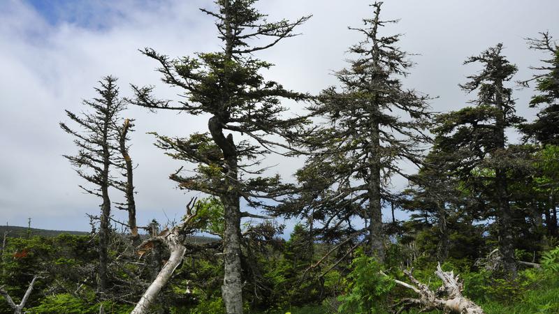 Parue dans : Skyline Trail ( Île du Cap Breton )
