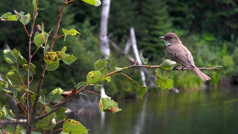 Parue dans : Parc linéaire Petit Témis