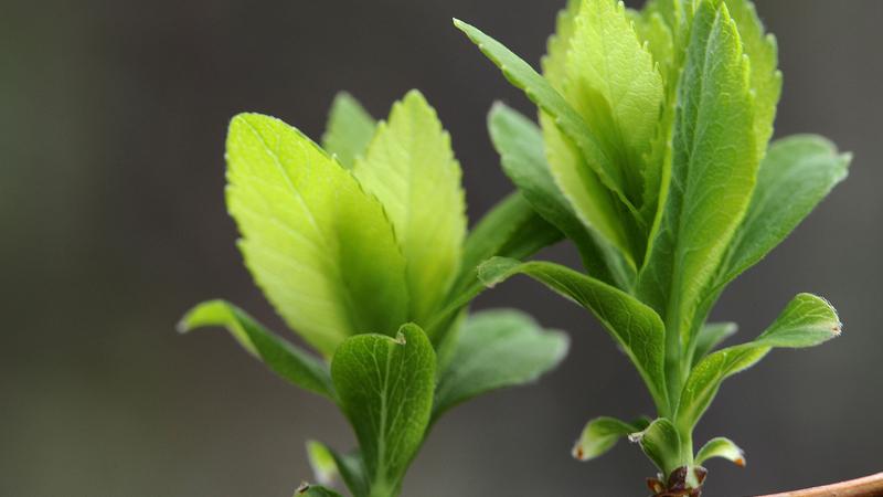 Parue dans : Macrophotographie