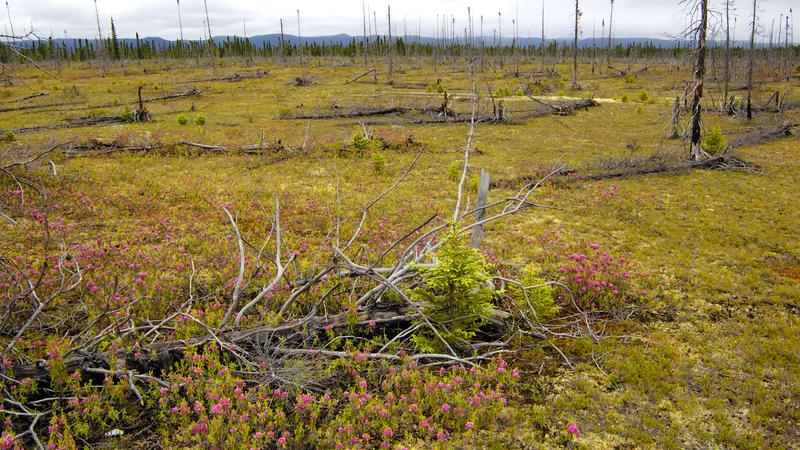 Parue dans : La route Trans-Labrador