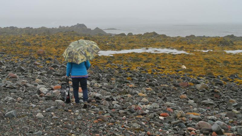 Parue dans : L'île Grand Manan