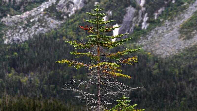 Parue dans : Mont Jacques-Cartier