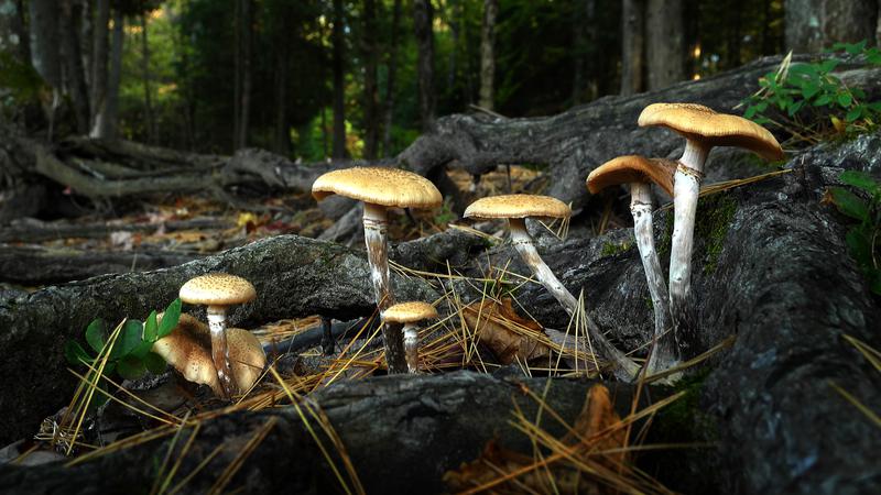 Parue dans : Champignons