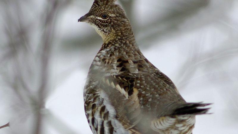 Parue dans : Oiseaux du Québec