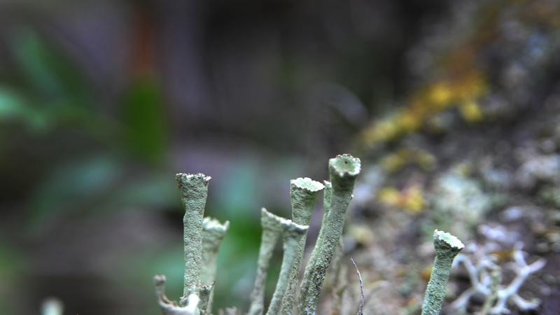 Parue dans : Champignons