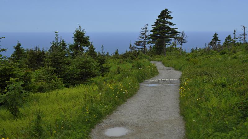 Parue dans : Skyline Trail ( Île du Cap Breton )