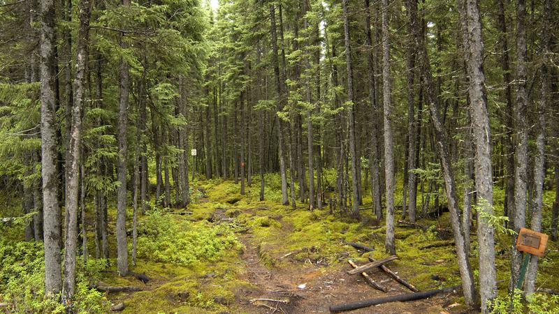 Parue dans : La route Trans-Labrador