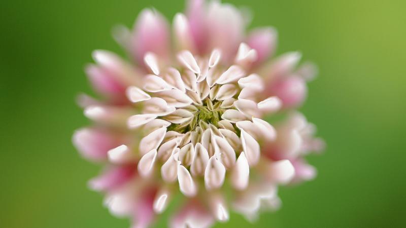 Parue dans : Macrophotographie