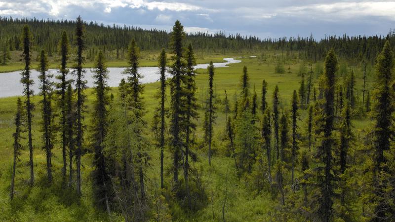 Parue dans : La côte du Labrador