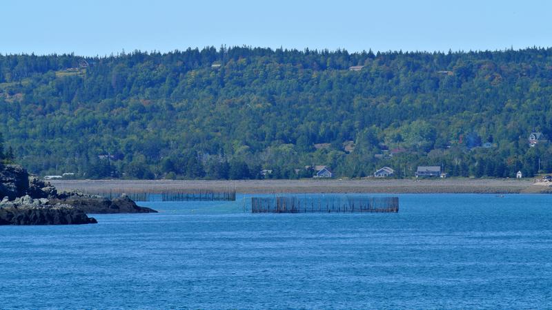 Parue dans : L'île Grand Manan