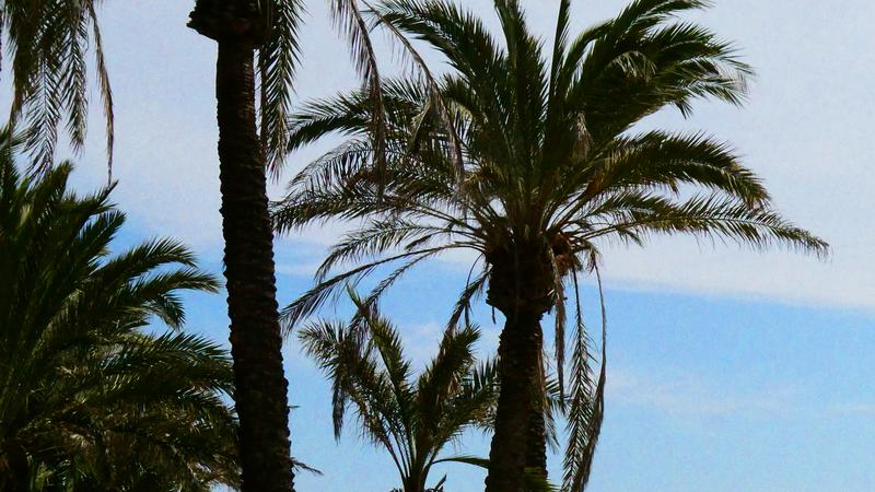 Parue dans : Promenade Maritime 1
