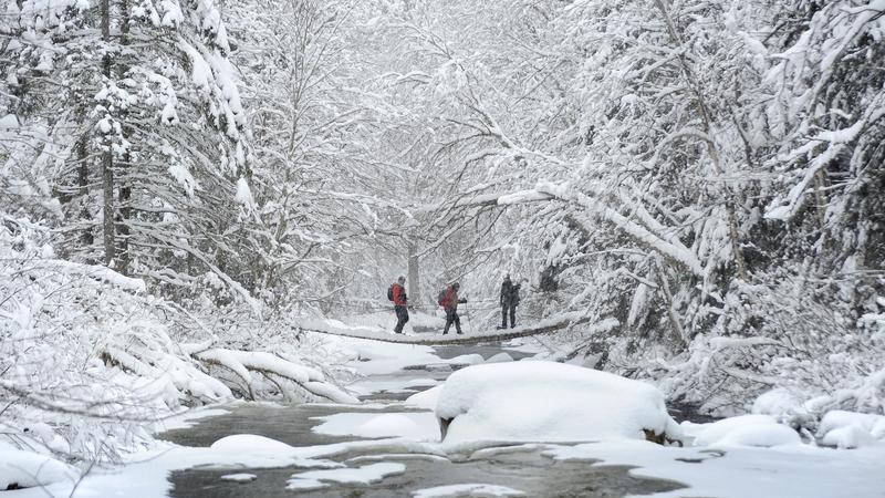 Parue dans : Nature hivernale