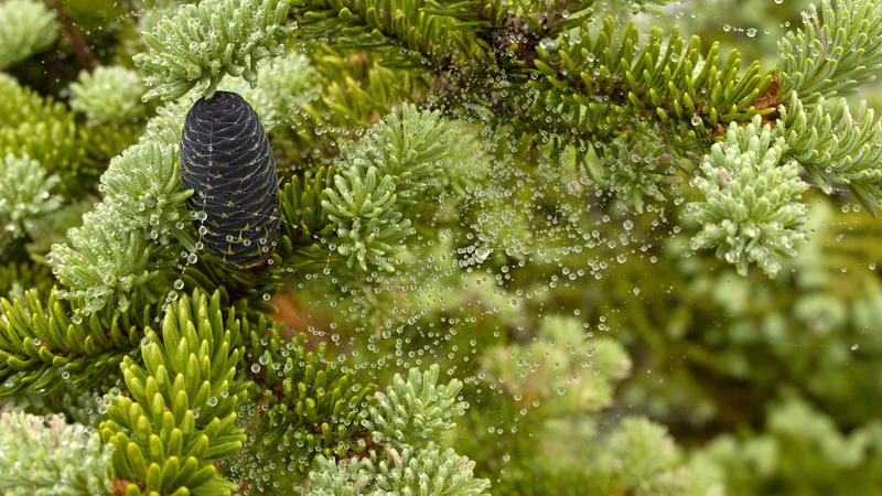 Parue dans : La côte du Labrador