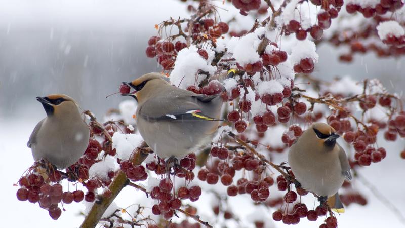 Parue dans : Oiseaux du Québec