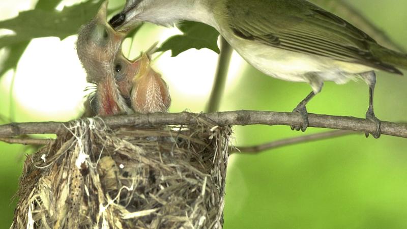 Parue dans : Oiseaux du Québec