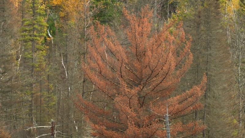 Parue dans : Parc national de la Mauricie