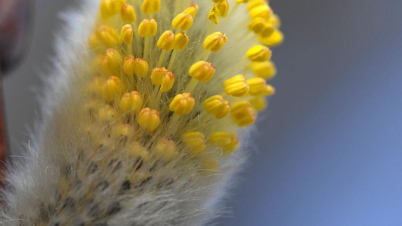 Parue dans : Macrophotographie
