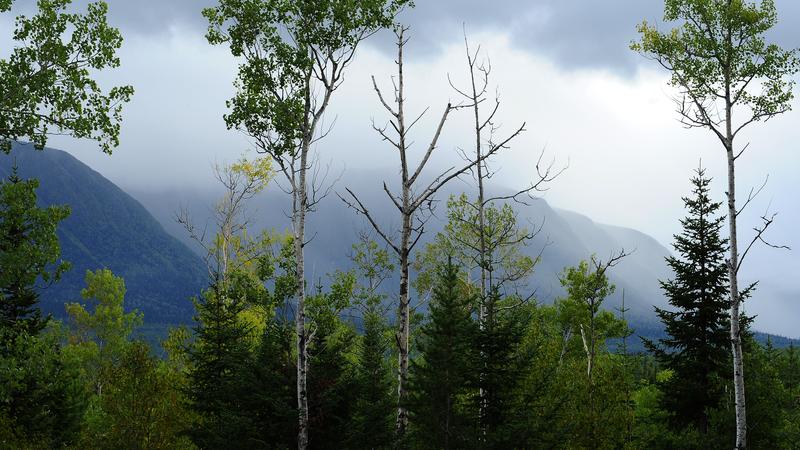 Parue dans : Parc national de la Gaspésie
