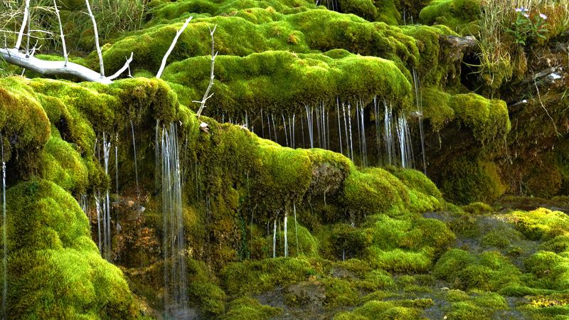 Parue dans : Parc national Forillon