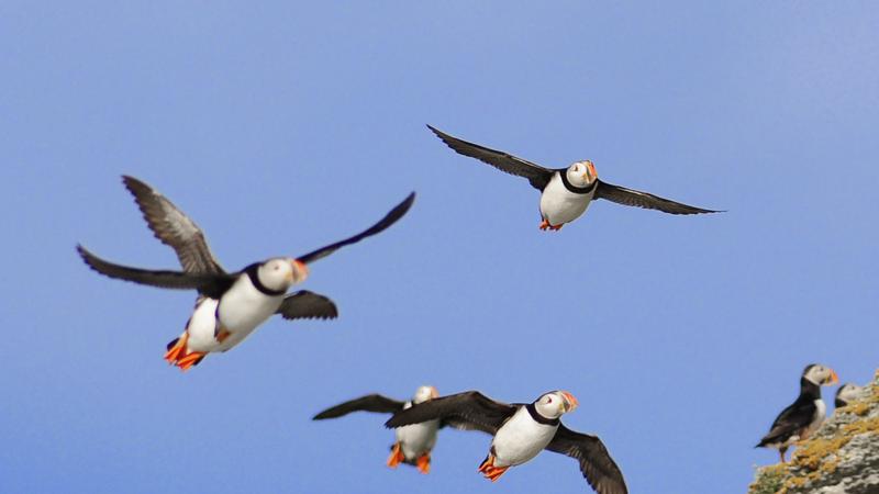 Parue dans : L'Île aux Perroquets