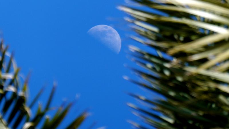 Parue dans : La Carihuela