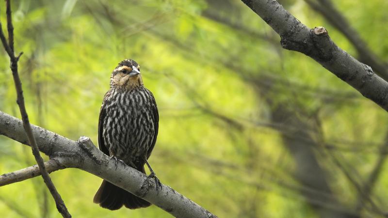Parue dans : Oiseaux du Québec