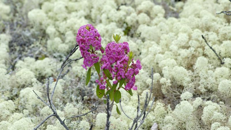 Parue dans : La route Trans-Labrador